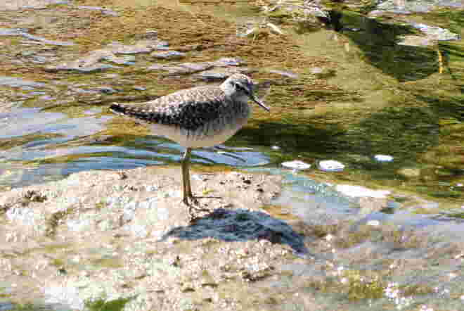Strandläufer
