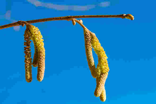 Der Frühling hat den Fuß in der Tür!