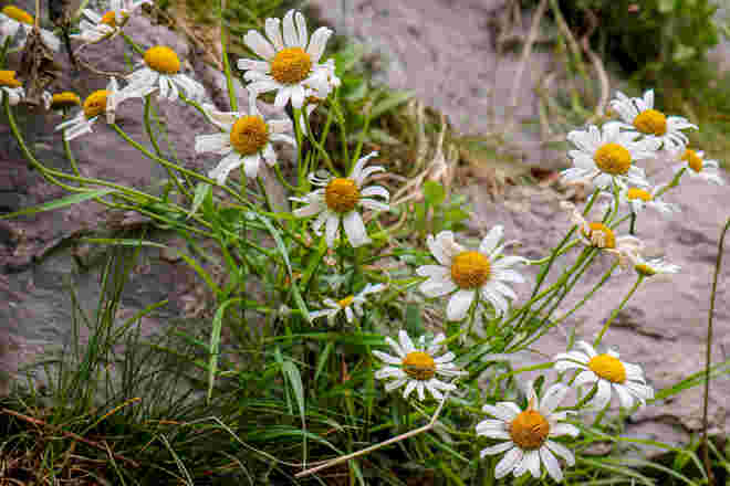 Überall Margeriten
