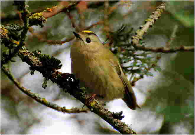 * das Wintergoldhähnchen liebt Nadelbäume *