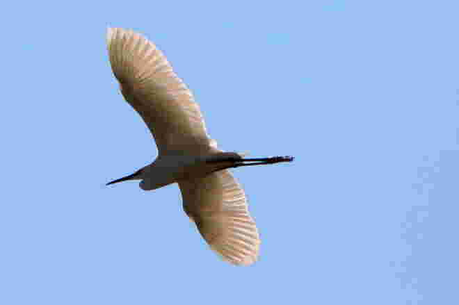 Silberreiher