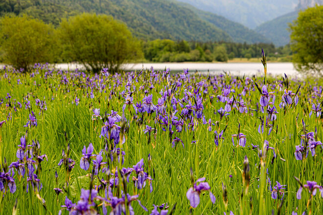 Eine Iris kommt selten alleine...