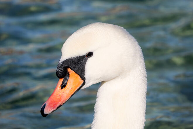 eine kleine Schönheit...