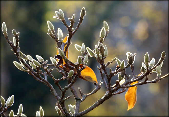* Vorbereitung für den Frühling *