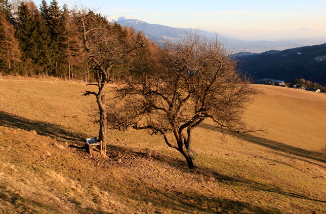 Sehr alte Obstbäume in der späten Sonne