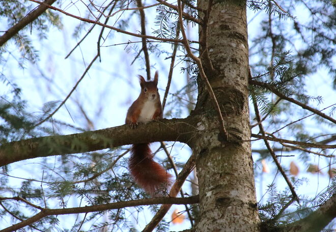 Noch ein Bekannter....