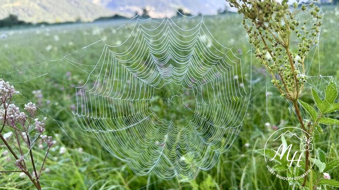 Wunderwerk der Natur ! 