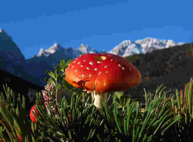 Herbstdeko mit Fliegenpilz