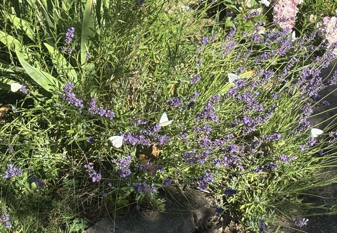 Treffpunkt Lavendelstrauch