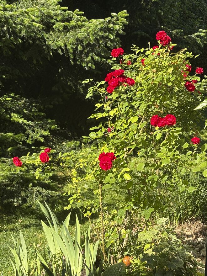 Ohne Duft, aber eine Augenweide 
