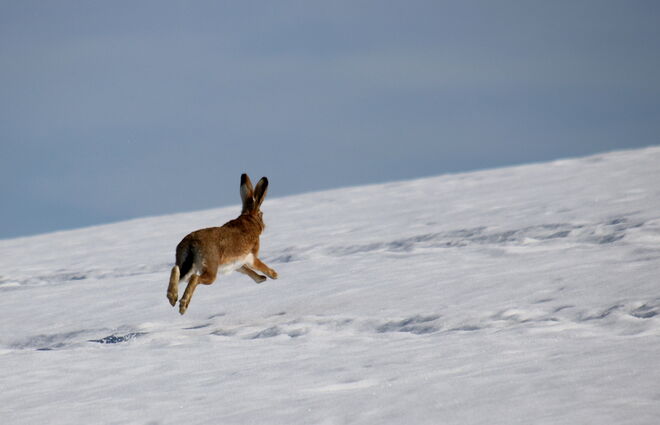 Noch ein Hase im Blog, der gen OSTern sprintet.......