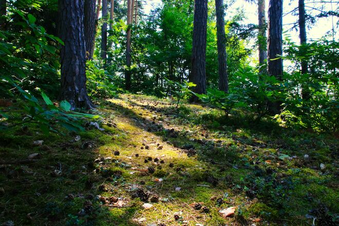Im Kiefernwald mit Jungkastanien