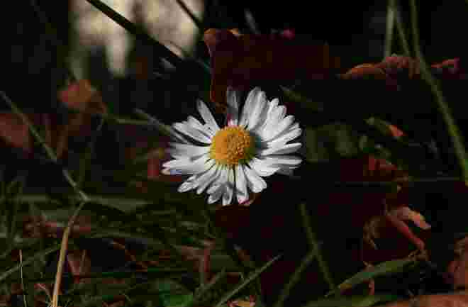 Gänseblümchen