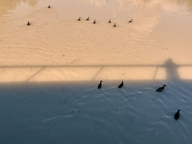 Alle meine Entlein ......