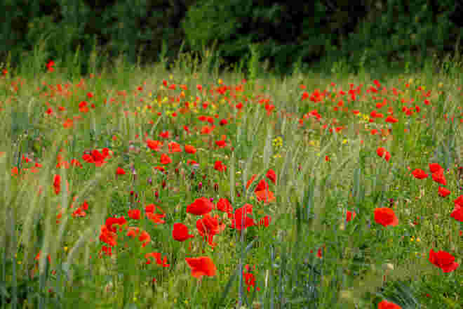 Mohnblumenwiese...