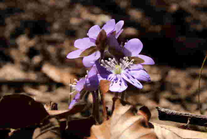 Leberblümchen-Quartett