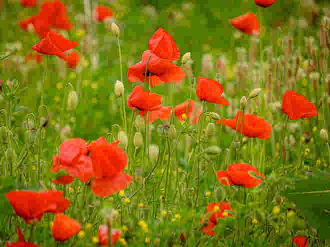 Eine Wiese voll mit Mohnblumen...