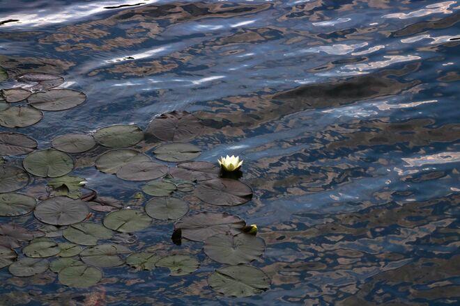 Seerose in den Wellen