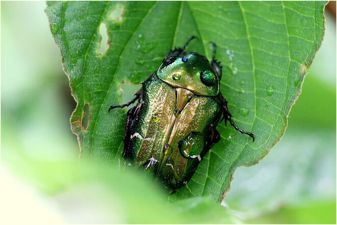 * Schutz vor dem Dauerregen *
