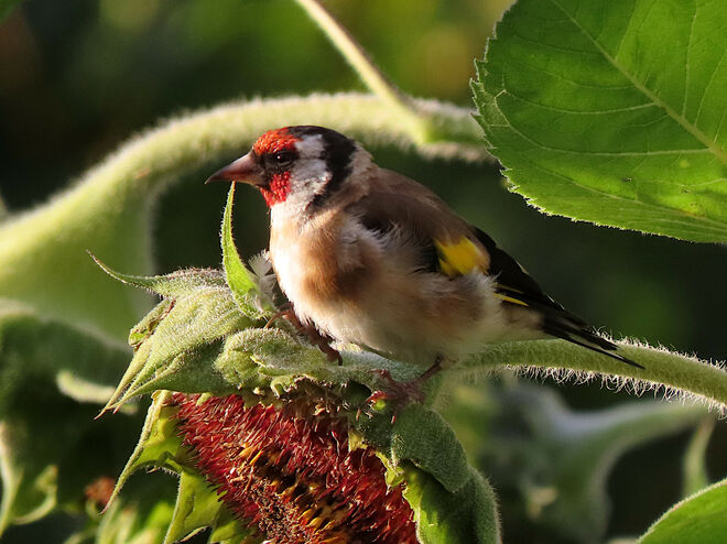 Unsere gefiederten Freunde, die Stieglitze