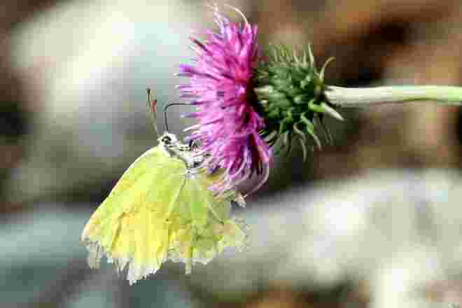 Fransenschmetterling