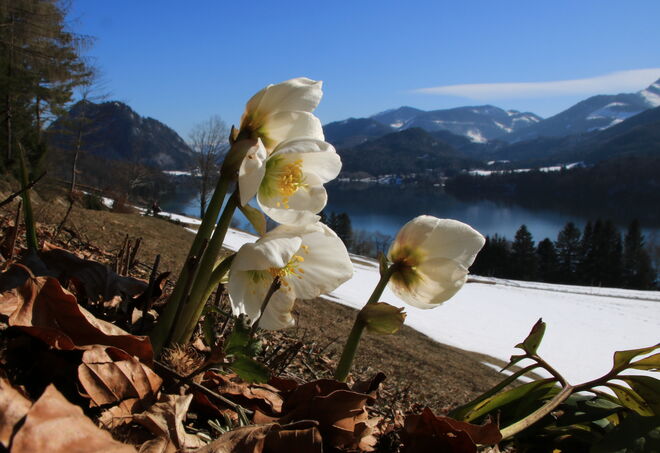 Schneerosen mit Fuschlsee-Blick
