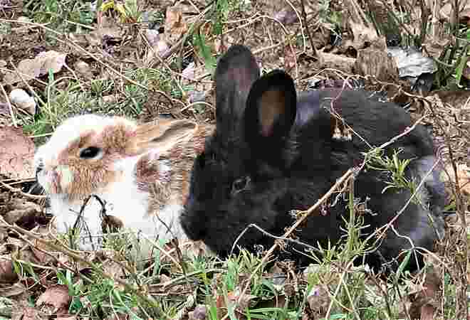 auch der Osterhase wurde schon gesichtet