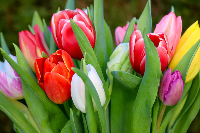 Frühlingsgrüße...