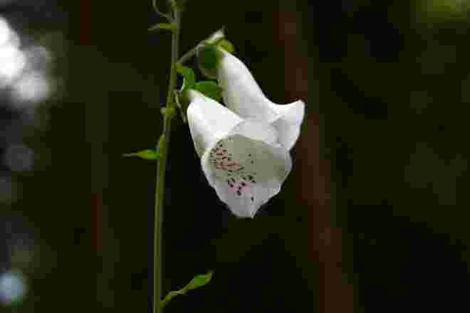 Digitalis purpurea alba