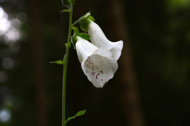 Digitalis purpurea alba