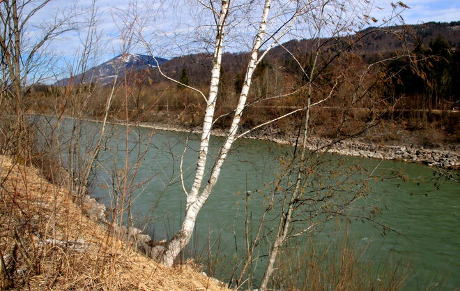 Frühlingsspaziergang an der Salzach