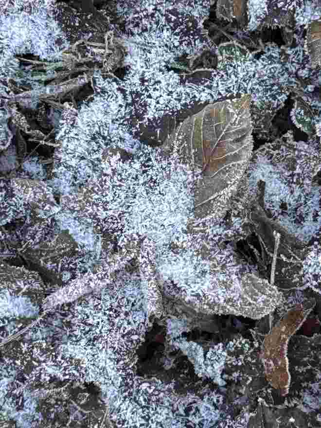 Frostiger Gruß 