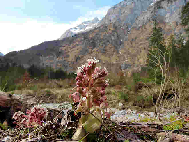Rote Pestwurz