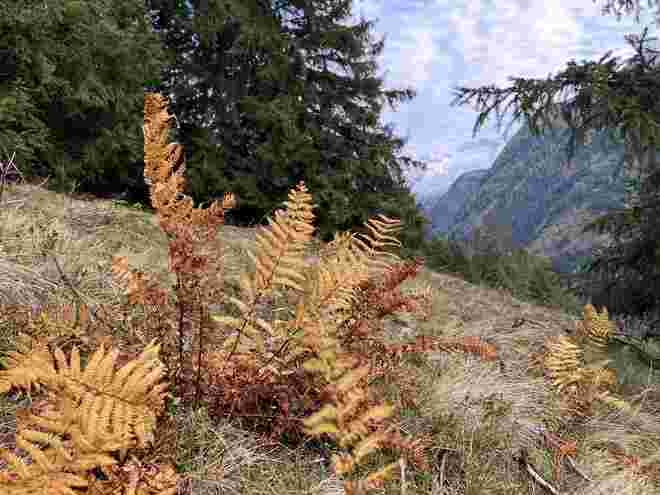 Herbstfarbe