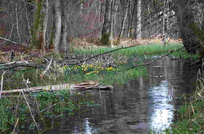 Idylle am Bacherl