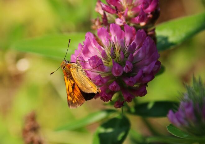 Dickkopffalter am Rotklee