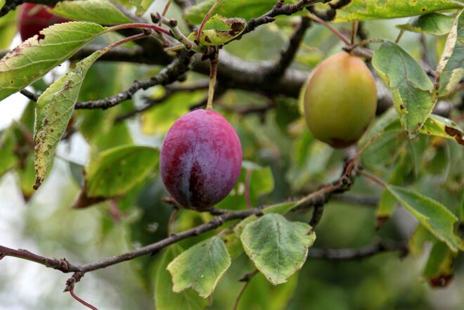 Lang wird´s nimmer dauern ....