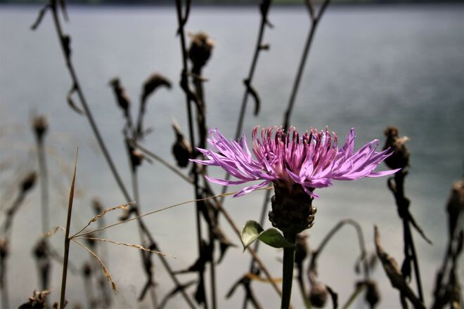 Flockenblume am Ufer