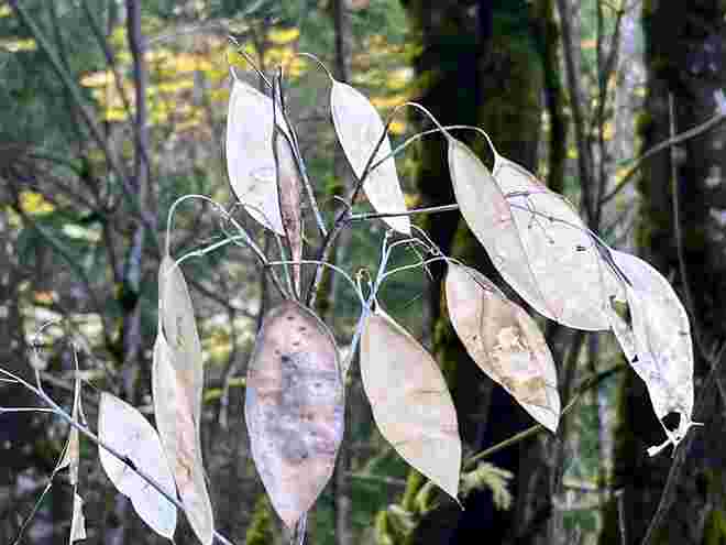 Herbstliches Silberblatt