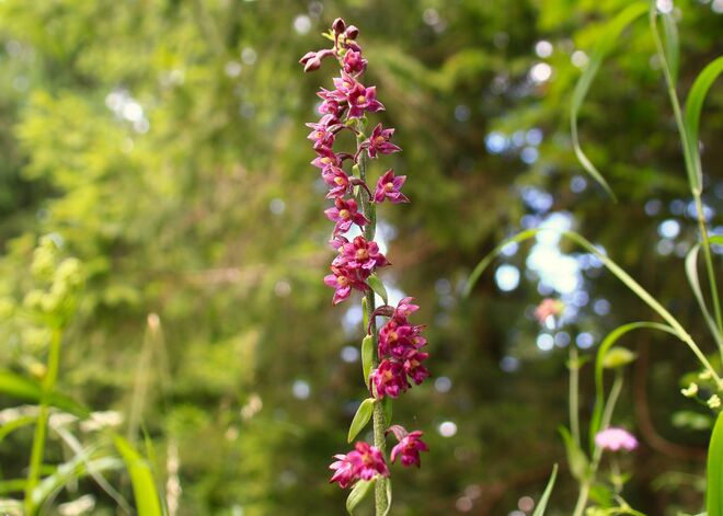 Braunrote Stendelwurz
