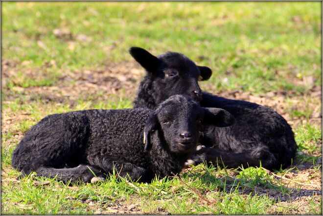 * gleich zwei schwarze Schafe in der Familie ;) *
