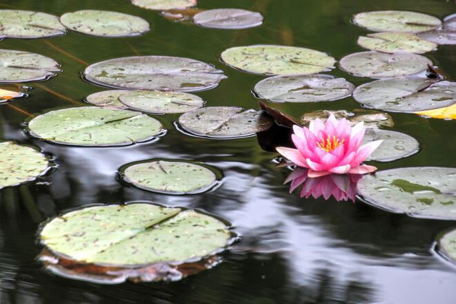 Gespiegelte Seerose im Teich des Eugendorfer Schaugarten`s