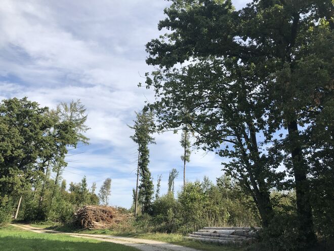 Es war einmal ein Wald