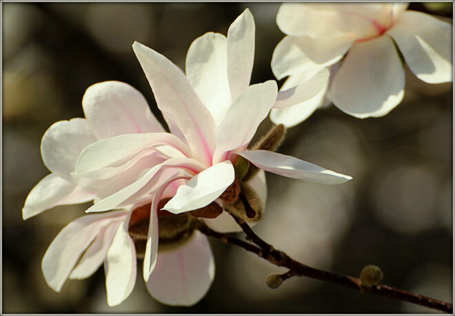 * die Sternmagnolien sind erblüht *