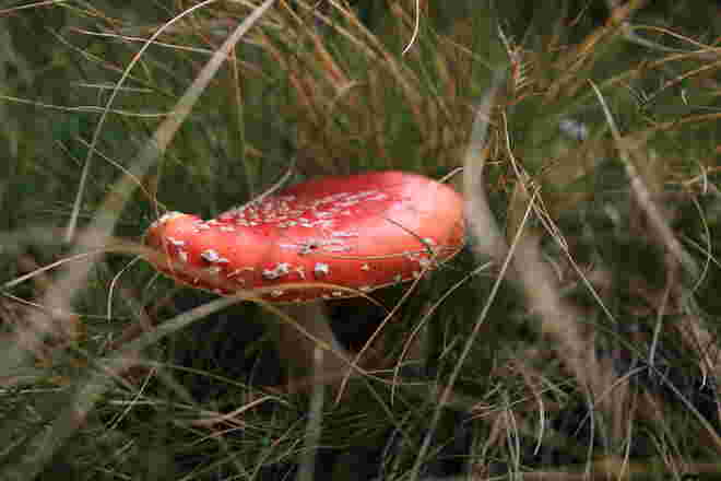 Fliegenpilz - eingebettet im Herbstgras