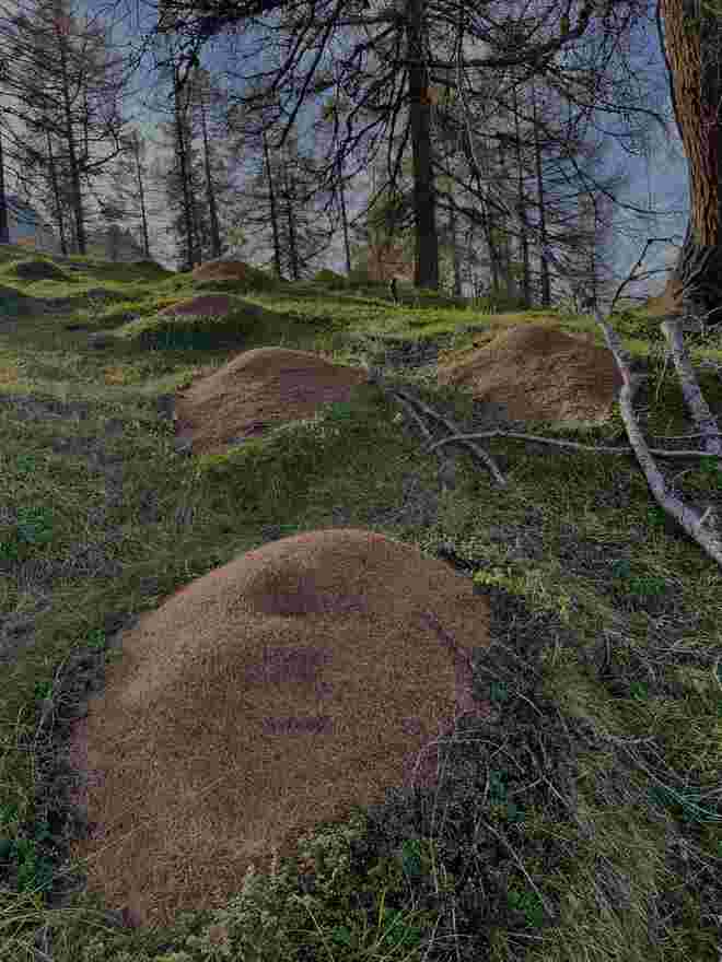 Plantage von Ameisenhügeln