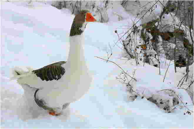 * tiefschneewatscheln *