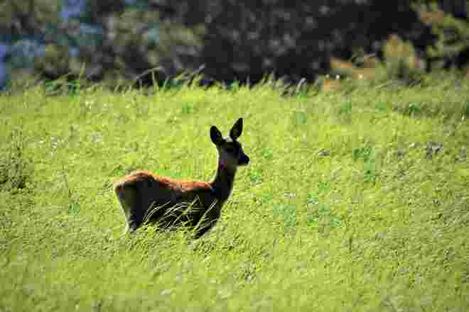 Ein Reh am Waldrand 