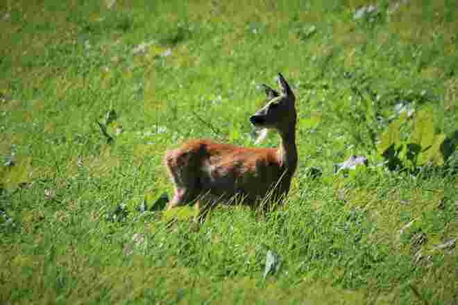 Ein Reh in der Wiese