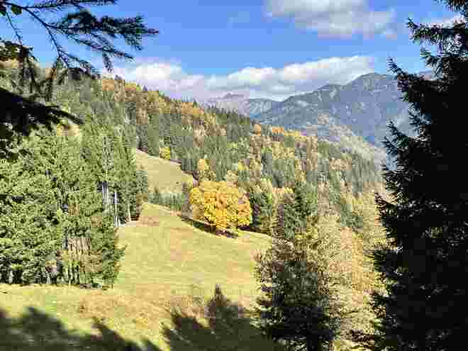 Bergahorn in seinem goldenen Herbstkleid
